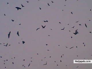 bats zone - click for next photo