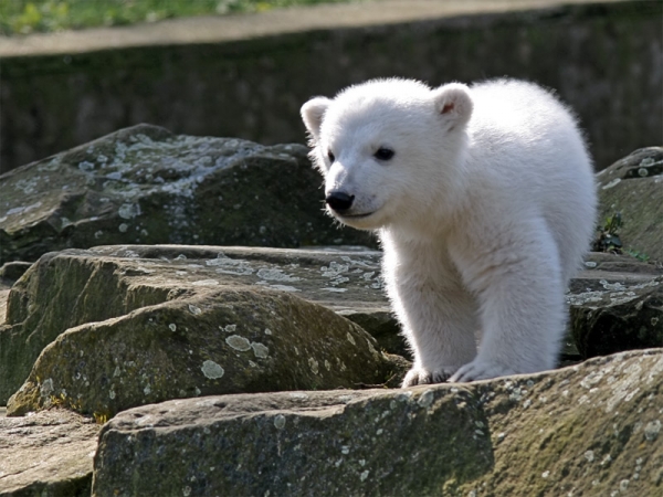 knut baby - click for next photo