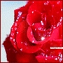 4 U - click for next photo
