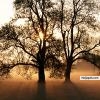 The righteoua shall flourish like a palm tree, the shall grow as CEDAR in Lebanon: - click for next photo