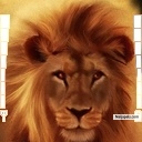 King of d jungle. - click for next photo