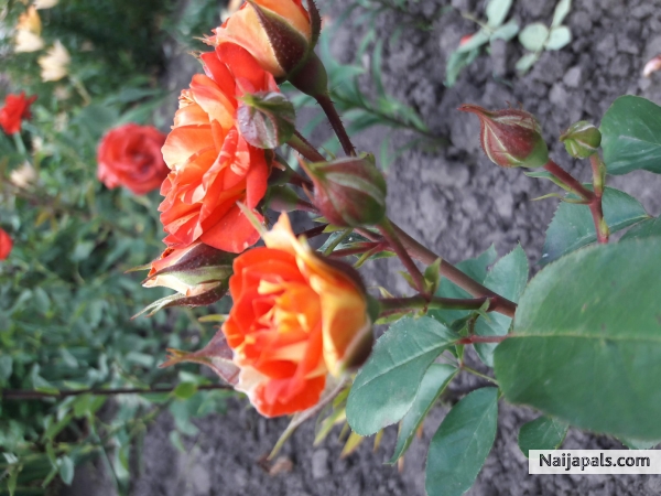  - click for next photo