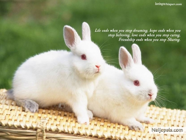 Frienship never ends - click for next photo