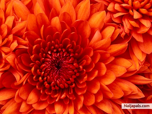 LOVELY - click for next photo