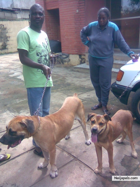 boerboels - click for next photo