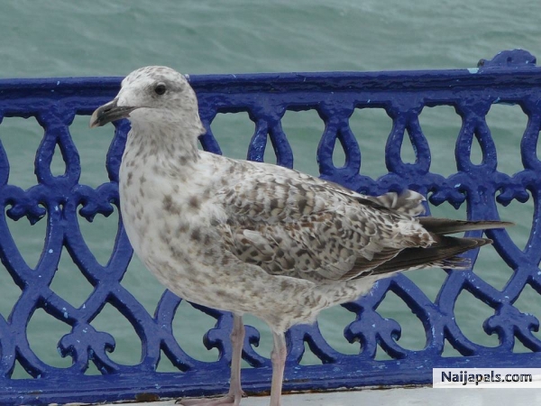 ADABA - click for next photo