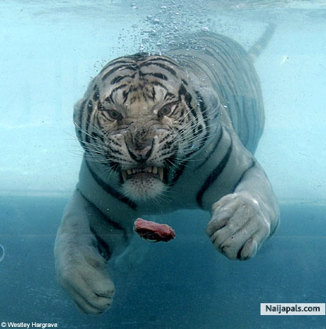 THE TENACIOUS TIGER - click for next photo