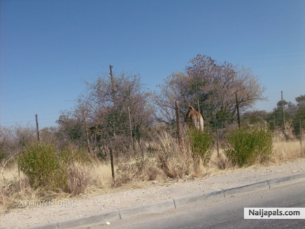 Trip to Namibian park - click for next photo
