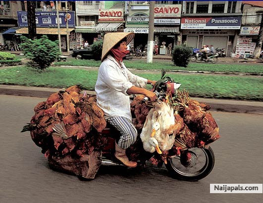Xmass on d way all chickens are in trouble. - click for next photo