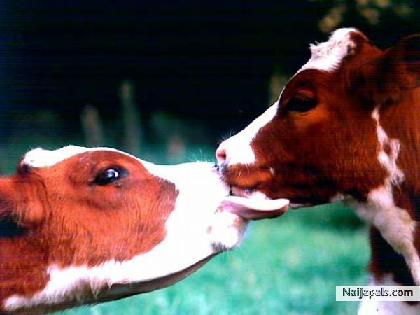 I love kisses... - click for next photo