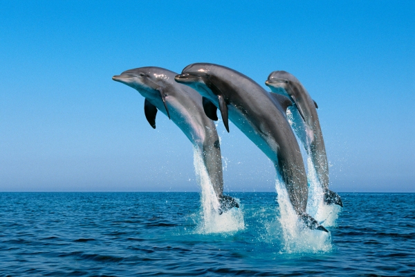 God' s humble creatures are made perfect. - click for next photo
