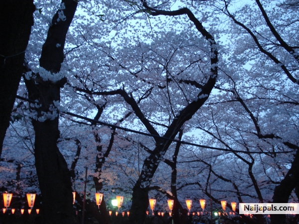 ChErRy BL0ss0m FeSt!vAL...UeNo P@rK, T0kYo - click for next photo