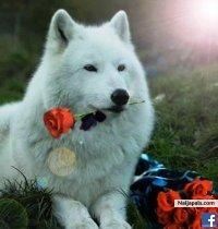 Symbol of true Love - click for next photo