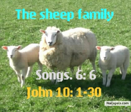 My sheeps knows and hears my voice - click for next photo