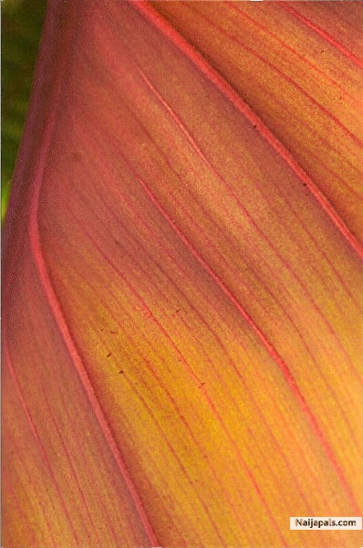 Hawaiian botanical - click for next photo
