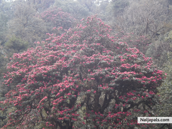 Ghorepani Trek - click for next photo