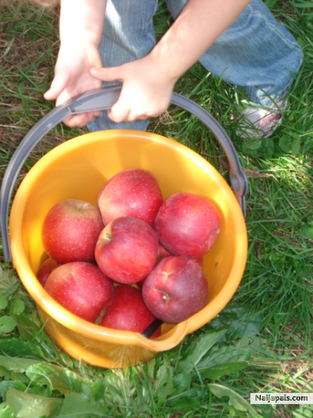 @ BucketfuL of Red ApPLe DelighTs... - click for next photo