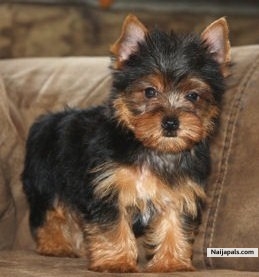 my luvly puppy - click for next photo