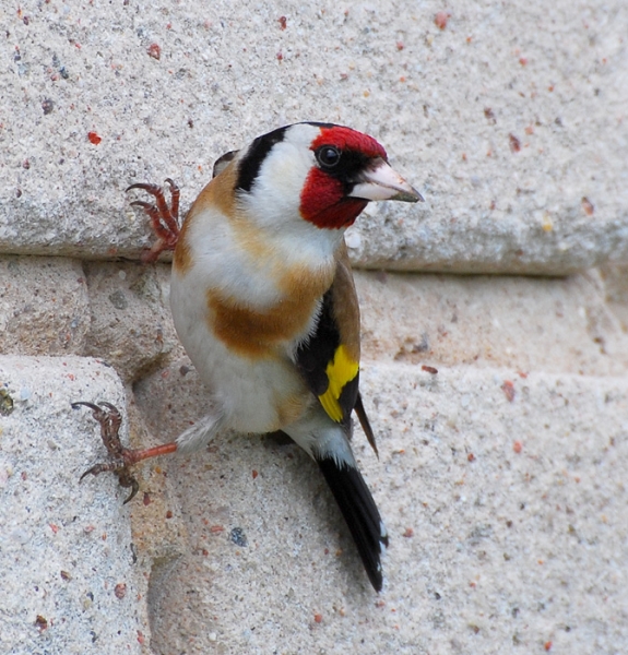  - click for next photo