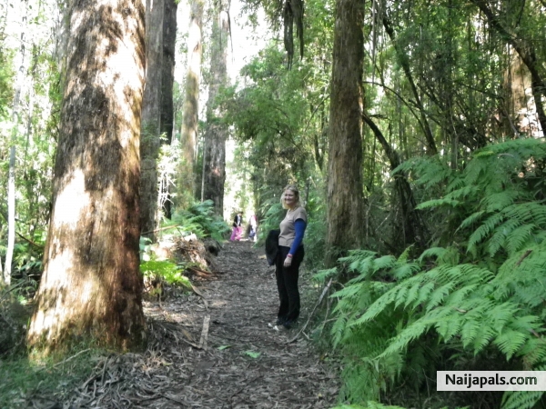 love the walk to lala falls vic australa - click for next photo