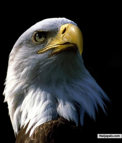 GREAT . - click for next photo