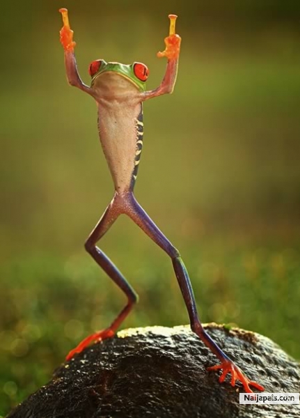 Mr.Froggy : Baba God na da boss - click for next photo