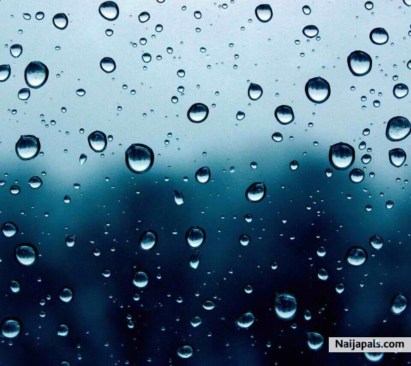 RAIN DROPS - click for next photo