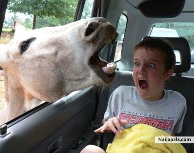 kids loves animal - click for next photo