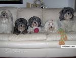 my dogss - click for next photo