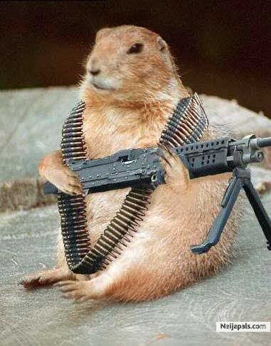 latest niger-delta militant - click for next photo