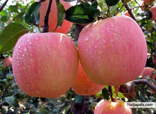 Sweet Apples - click for next photo