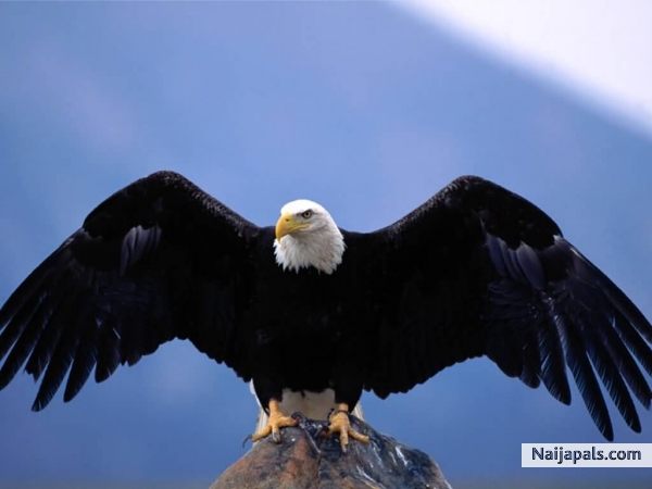 I am an Eagle - click for next photo