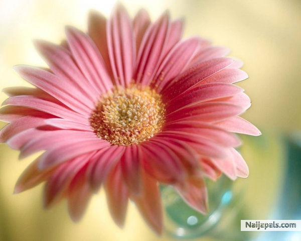 IF ONLY WE CAN BE THIS ALIVE,WE WOUD BE TOO FAR AWAY FROM PAINS. - click for next photo