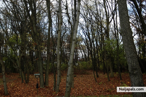 backyard in the fall - click for next photo