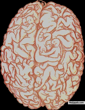 MALE BRAIN - click for next photo