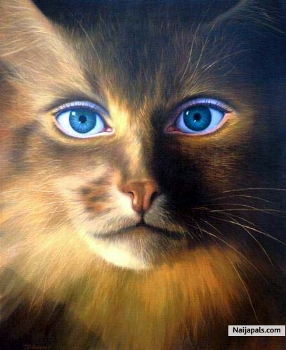 LOVELY CAT - click for next photo