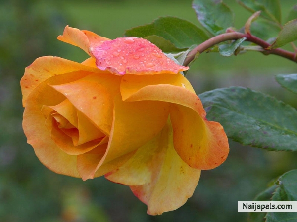 lovely - click for next photo