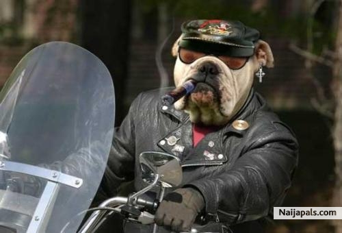 howdy, You want to go on a ryde? - click for next photo