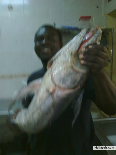 dis fish too big - click for next photo