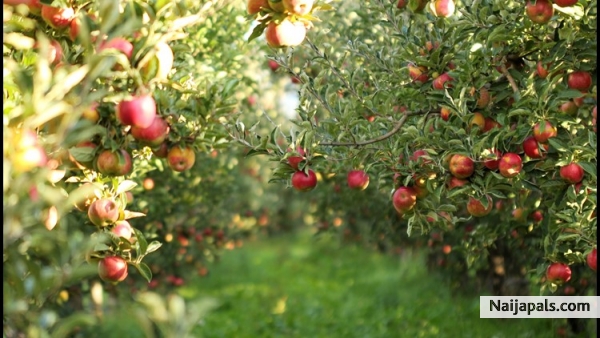 fruit wall paper - click for next photo