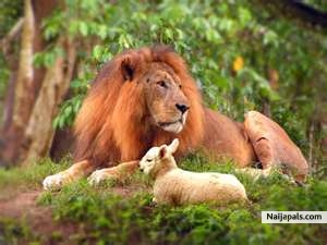 lion & lamb .j pg - click for next photo
