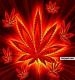 wat de caribbean weed look like hot stuff - click for next photo