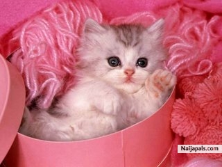 very cute - click for next photo