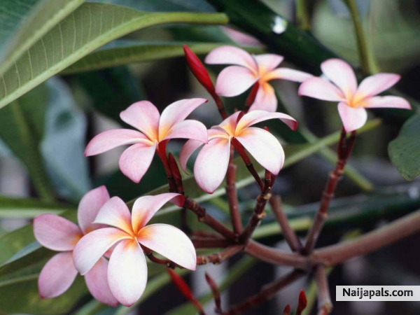 frangipani flower - click for next photo