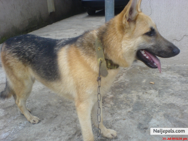my DOG - click for next photo