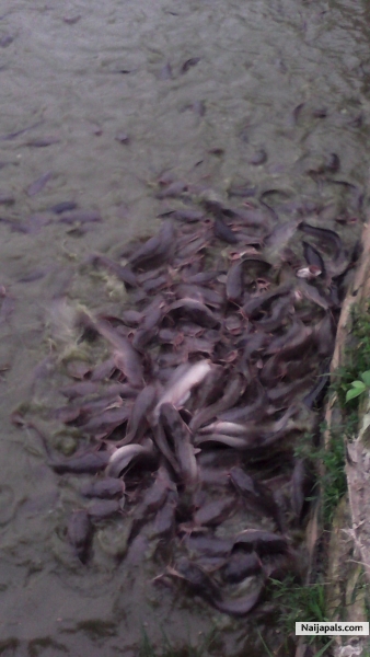 Pictures of 115,000 Capacity fish Pond in Oshogbo - click for next photo