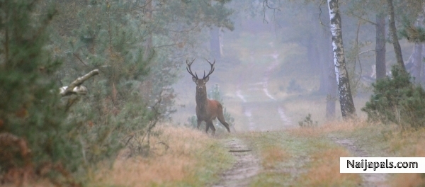 searching reels in my woods - click for next photo