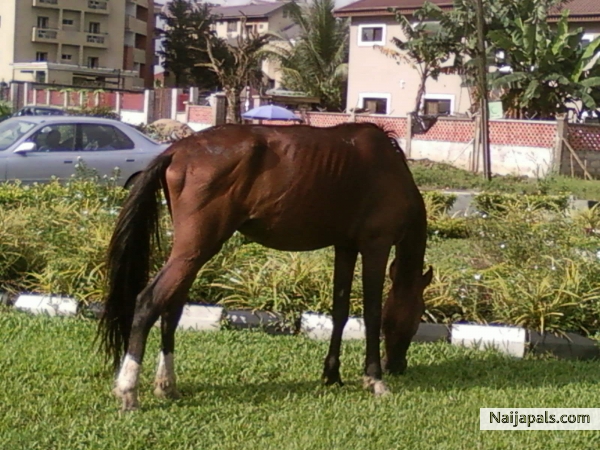 I am NOT a horse! - click for next photo