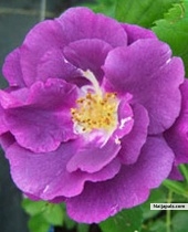 Osas - click for next photo