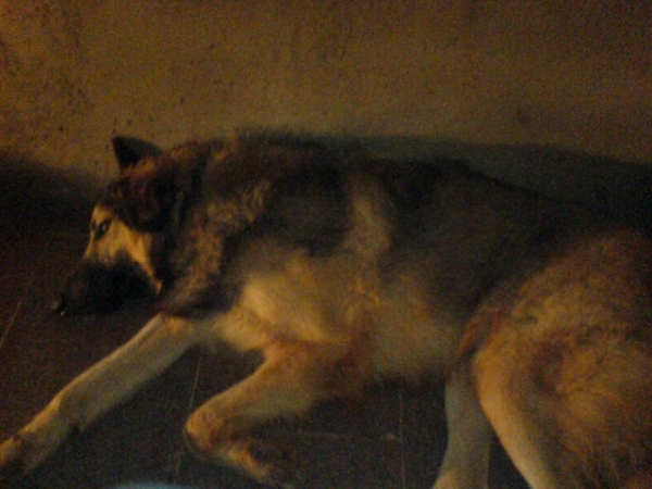 my dog sleping - click for next photo